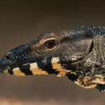 Hvordan monteres en monitorarm på skrivebordet eller væggen?